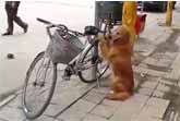 Golden Retriever Guarding Owners Bike in China